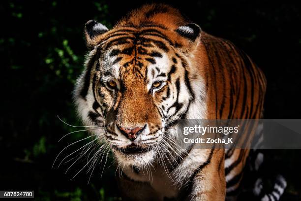 tiger portrait - tiger cu portrait stock pictures, royalty-free photos & images