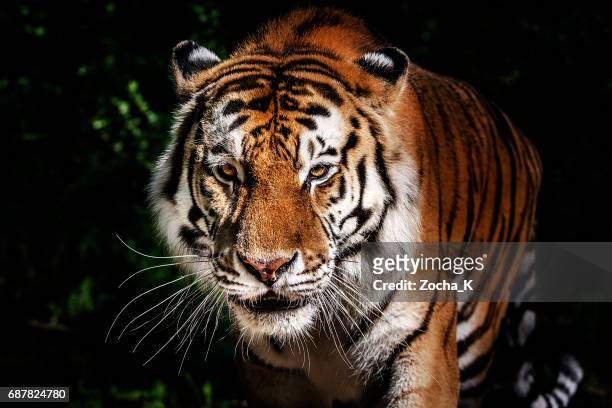 tiger portrait - tigre de bengala imagens e fotografias de stock