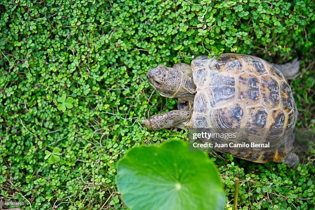 Russian tortoise in a garden