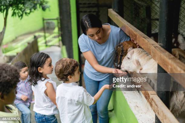 leraar met een groep van jonge studenten tijdens een dierlijk landbouwbedrijf - kind dier stockfoto's en -beelden