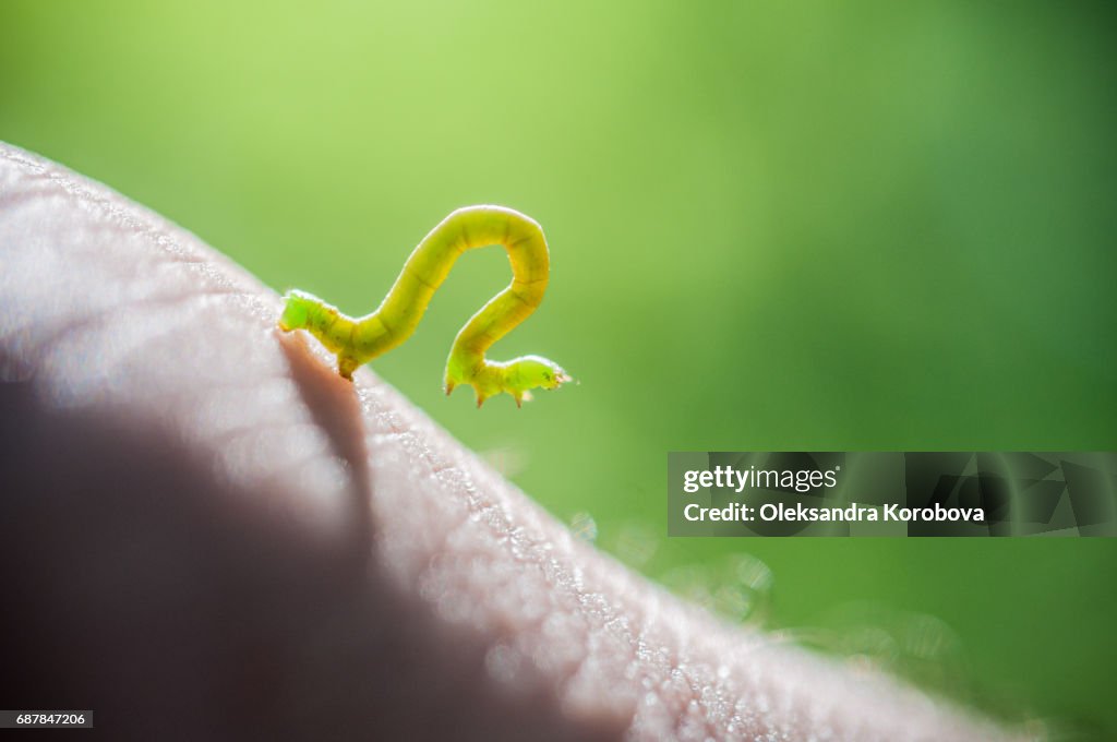Close up of a green Inchworm on person's hand.