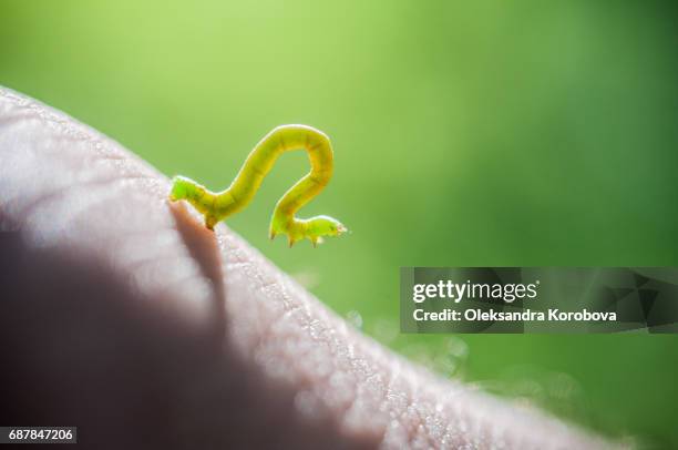 close up of a green inchworm on person's hand. - geometridae stock pictures, royalty-free photos & images