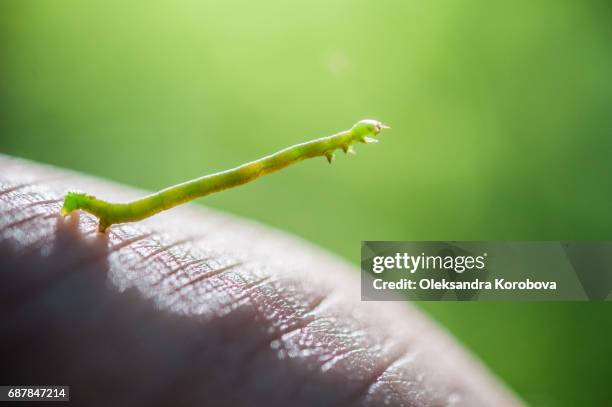 close up of a green inchworm on person's hand. - geometridae stock-fotos und bilder