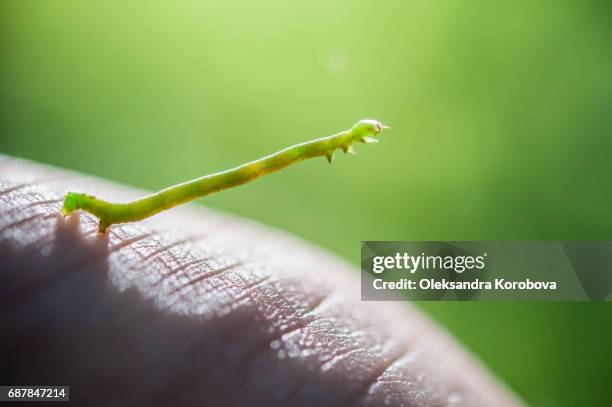 close up of a green inchworm on person's hand. - geometridae stock pictures, royalty-free photos & images