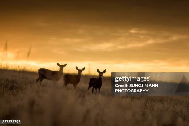 three deers - sungjin ahn stock-fotos und bilder