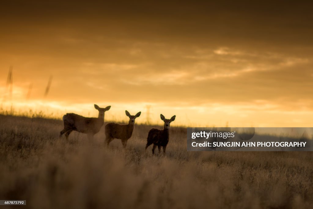 Three Deers