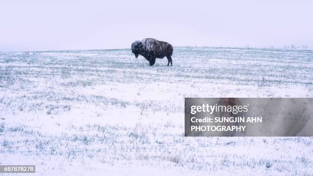 a bison on snowy day - sungjin ahn stock-fotos und bilder