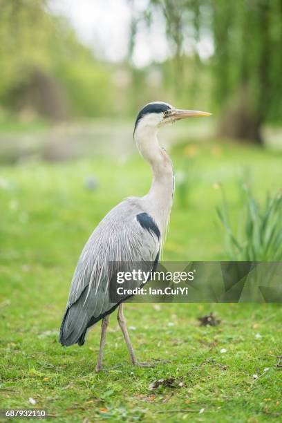 grey heron at st. james's park, london - water bird photos et images de collection