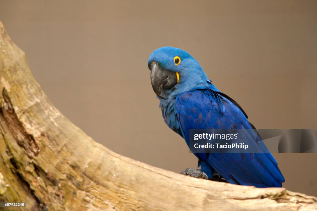 Anodorhynchus leari - guacamayo de Lears