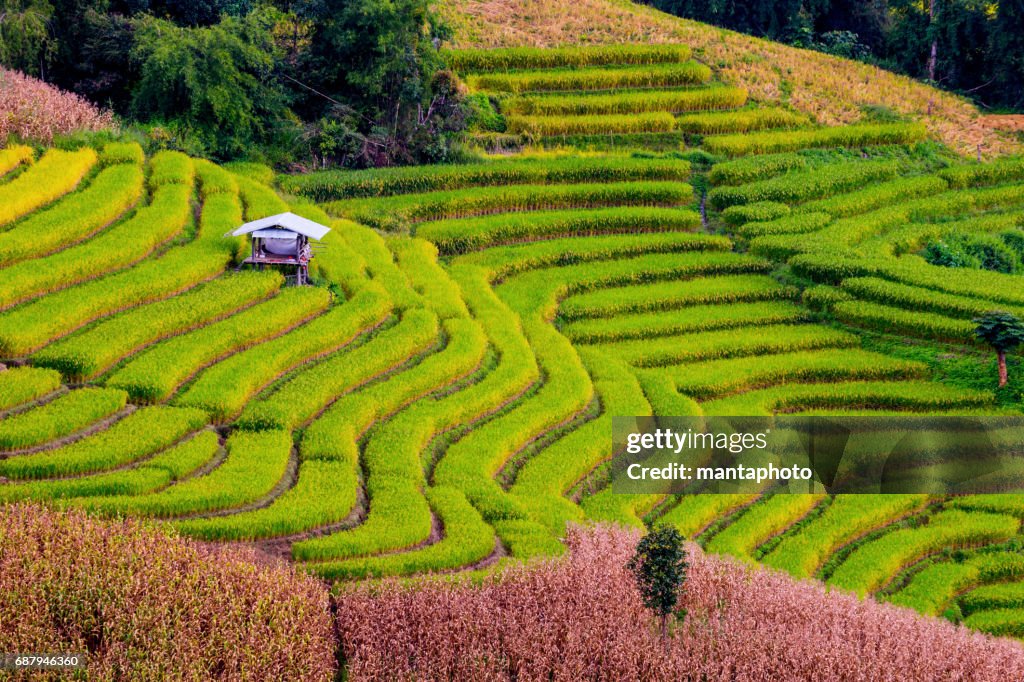 Terraced rice field