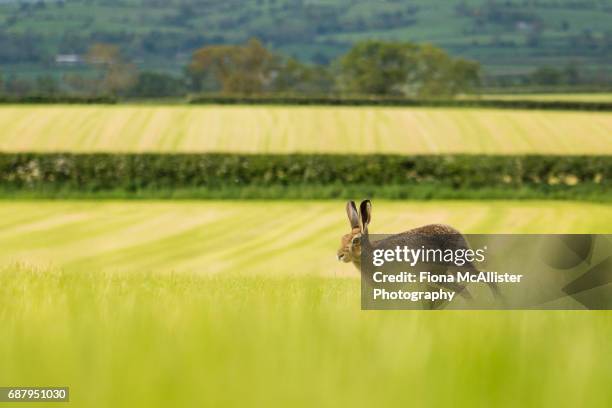 european brown hare - lepus europaeus stock pictures, royalty-free photos & images