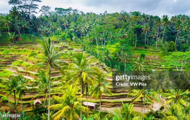 Tegallalang rice field. Bali. Indonesia, Asia.