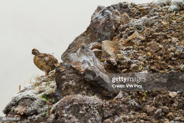 Rock Ptarmigan . Landmannalaugar region. Iceland.