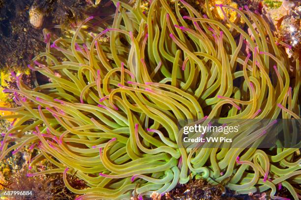 Snakelocks anemone in a tidal pool.