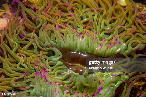 Snakelocks anemone in a tidal pool.