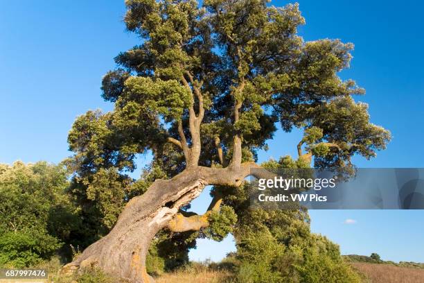 Holm Oak or Holly Oak Eraul. Yerri village. Tierra-Estella county, Navarre, Spain, Europe.