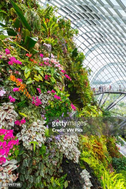 The Cloud Mountain. Cloud Forest conservatory. Gardens by the Bay. Singapore, Asia.