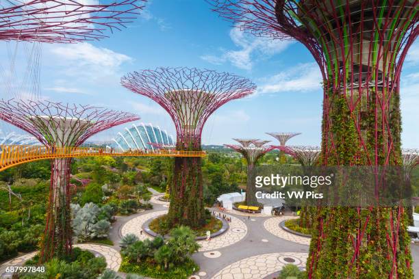 The Supertree Grove. Gardens by the Bay. Singapore, Asia.