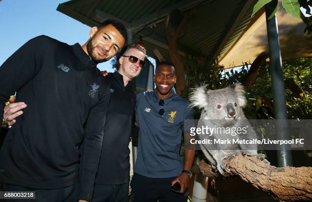 Kevin Stewart, Steve McManaman and Daniel Sturridge pose with a koala during a Liverpool FC player visit to Taronga Zoo on May 25, 2017 in Sydney,...