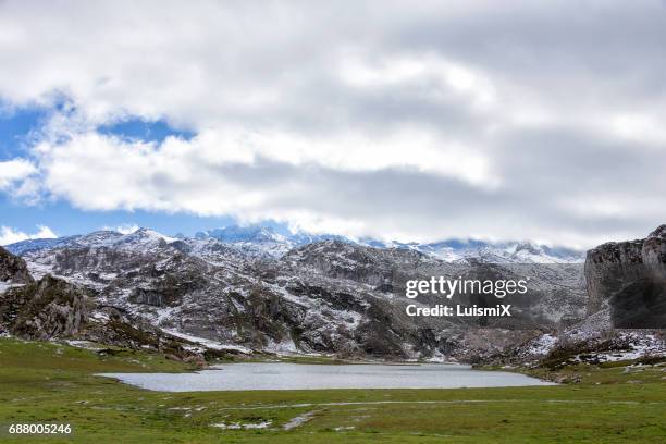 asturias - árbol stockfoto's en -beelden