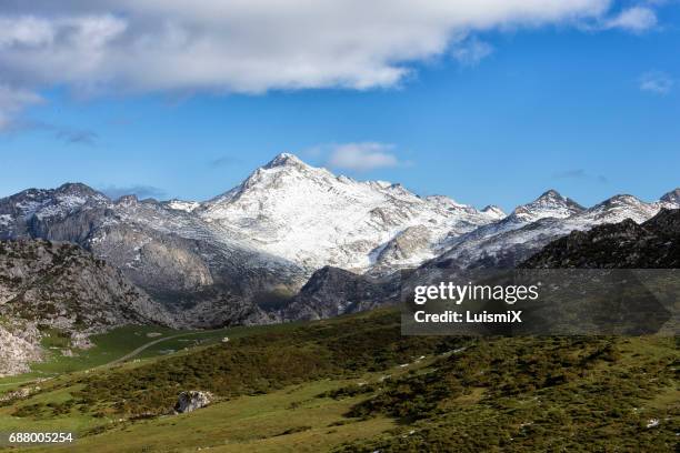 asturias - árbol stockfoto's en -beelden