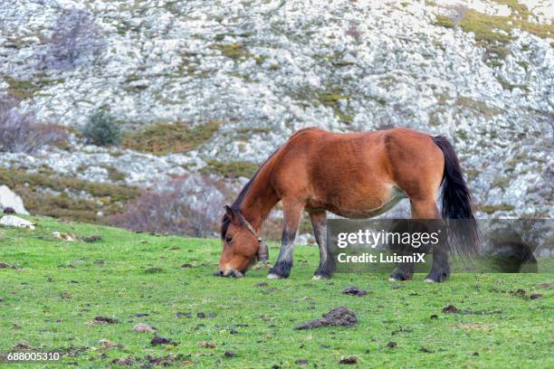 asturias - árbol stock pictures, royalty-free photos & images