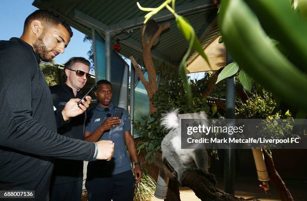 Kevin Stewart, Steve McManaman and Daniel Sturridge view a koala during a Liverpool FC player visit to Taronga Zoo on May 25, 2017 in Sydney,...