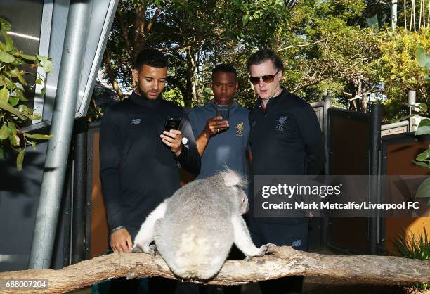 Kevin Stewart, Steve McManaman and Daniel Sturridge view a koala during a Liverpool FC player visit to Taronga Zoo on May 25, 2017 in Sydney,...