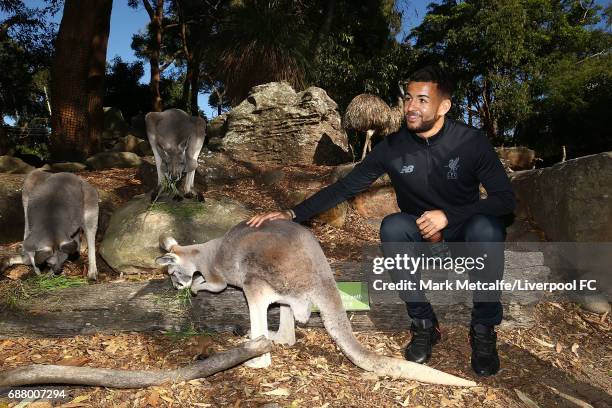 Kevin Stewart interacts with a kangaroo during a Liverpool FC player visit to Taronga Zoo on May 25, 2017 in Sydney, Australia.