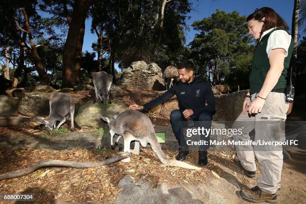 Kevin Stewart interacts with a kangaroo during a Liverpool FC player visit to Taronga Zoo on May 25, 2017 in Sydney, Australia.