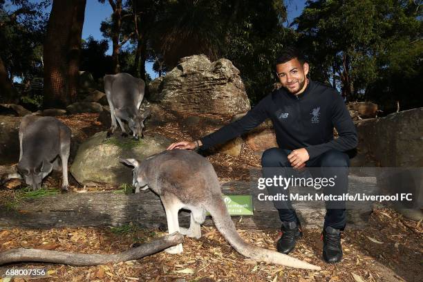 Kevin Stewart interacts with a kangaroo during a Liverpool FC player visit to Taronga Zoo on May 25, 2017 in Sydney, Australia.