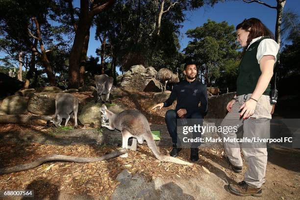 Kevin Stewart interacts with a kangaroo during a Liverpool FC player visit to Taronga Zoo on May 25, 2017 in Sydney, Australia.