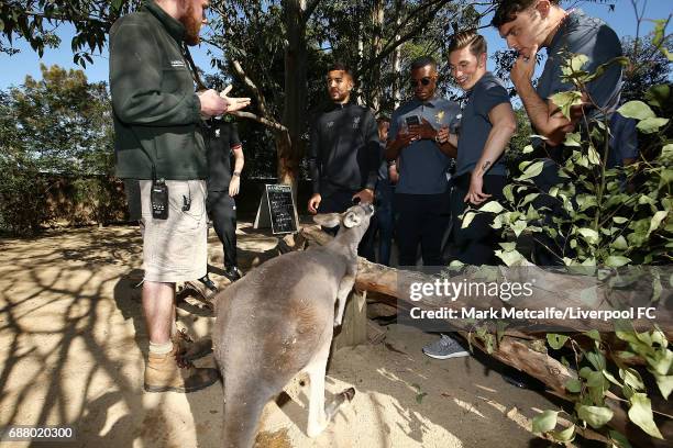 Kevin Stewart, Harry Wilson, Daniel Sturridge and Connor Randall interact with a kangaroo during a Liverpool FC player visit to Taronga Zoo on May...