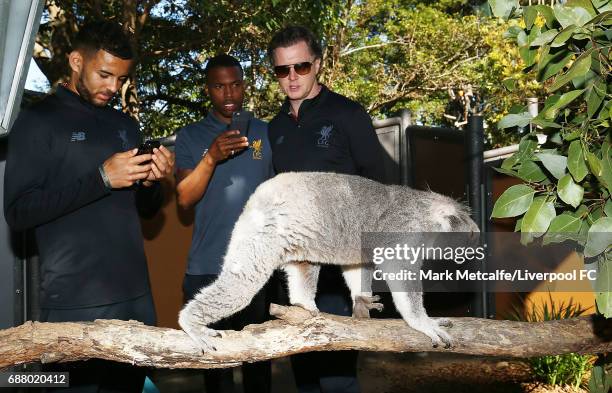 Kevin Stewart, Steve McManaman and Daniel Sturridge view a koala during a Liverpool FC player visit to Taronga Zoo on May 25, 2017 in Sydney,...