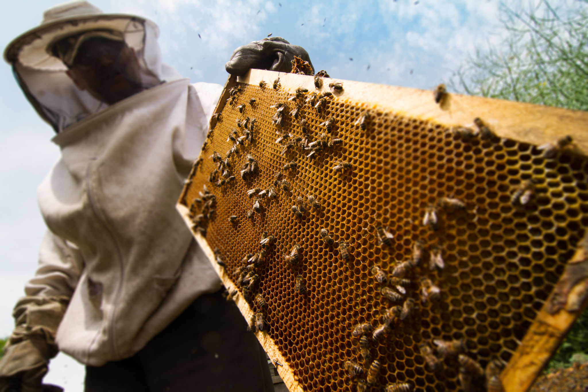 bee removal