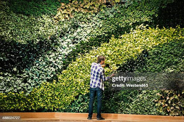 young man standing in front of green plant wall, placing potted plant - positioning strategy stock pictures, royalty-free photos & images