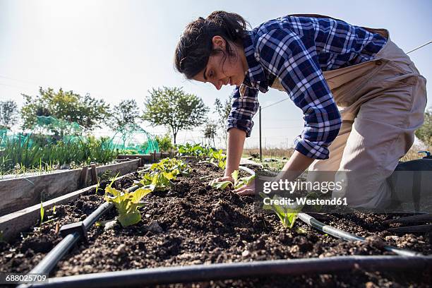 woman working on farm planting lettuce - one woman only kneeling stock pictures, royalty-free photos & images