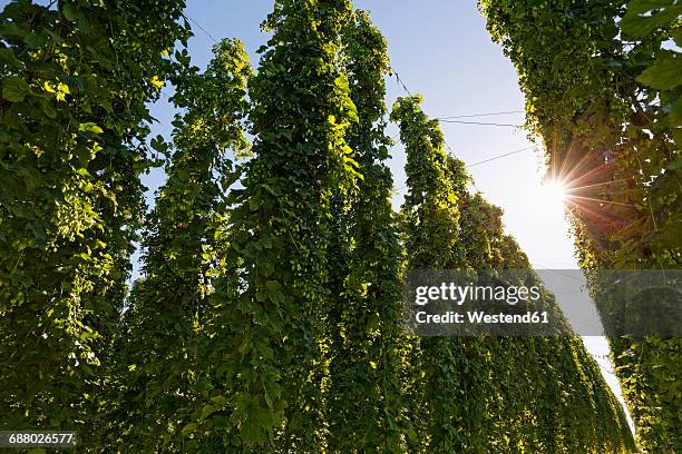 hop garden in backlight - 蛇麻草 個照片及圖片檔