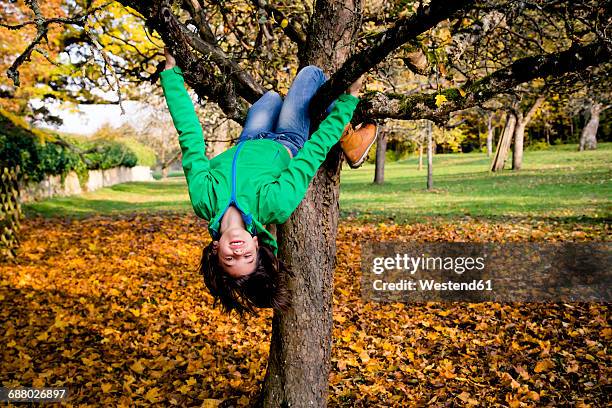 Inverted Tree Photos and Premium High Res Pictures - Getty Images