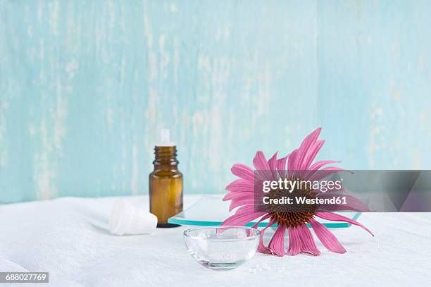 globules and blossom of purple coneflower - equinácea fotograf�ías e imágenes de stock