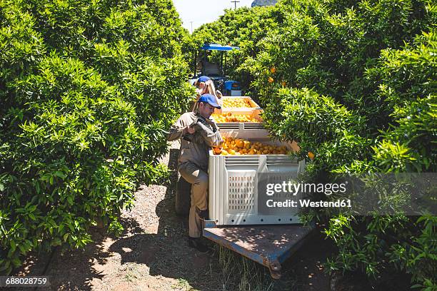 107 Bin Of Oranges Stock Photos, High-Res Pictures, and Images