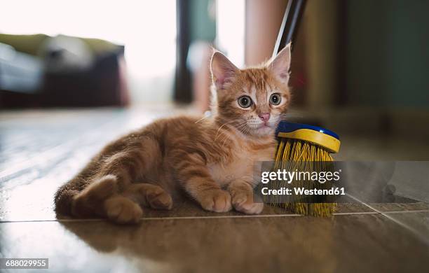 ginger kitten leaning against broom - besen stock-fotos und bilder