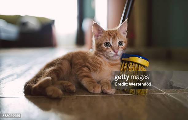 ginger kitten leaning against broom - escoba fotografías e imágenes de stock