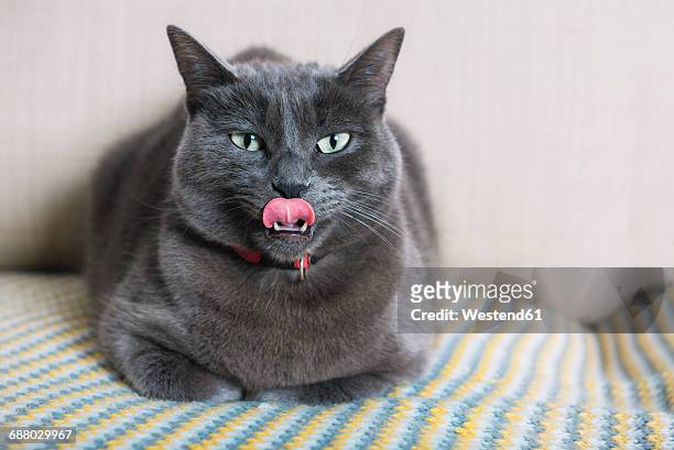 russian blue lying on the couch sticking out his tongue - cat sticking tongue out stock pictures, royalty-free photos & images