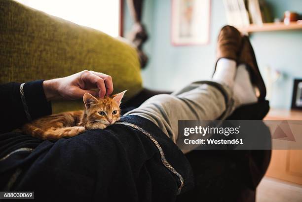 tabby kitten relaxing on the lap of owner - cat cuddle stockfoto's en -beelden