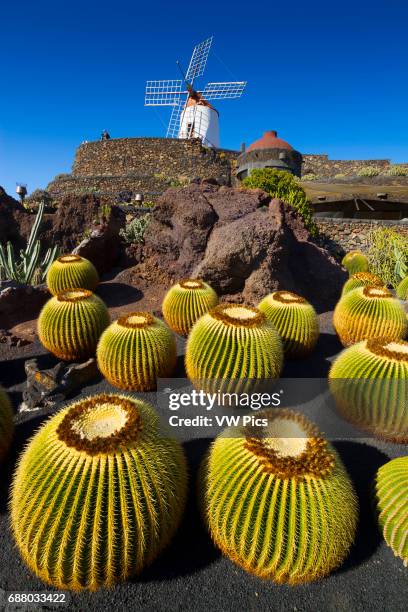 Golden Barrel Cactus or Golden Ball . Jardin de Cactus of Cesar Manrique. Guatiza, Teguise. Lanzarote, Canary Islands, Atlantic Ocean, Spain.