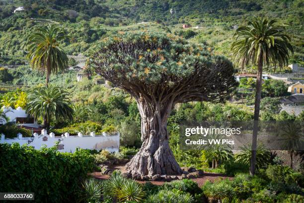 Dragon tree . Icod de los Vinos. Tenerife, Canary Islands, Spain.
