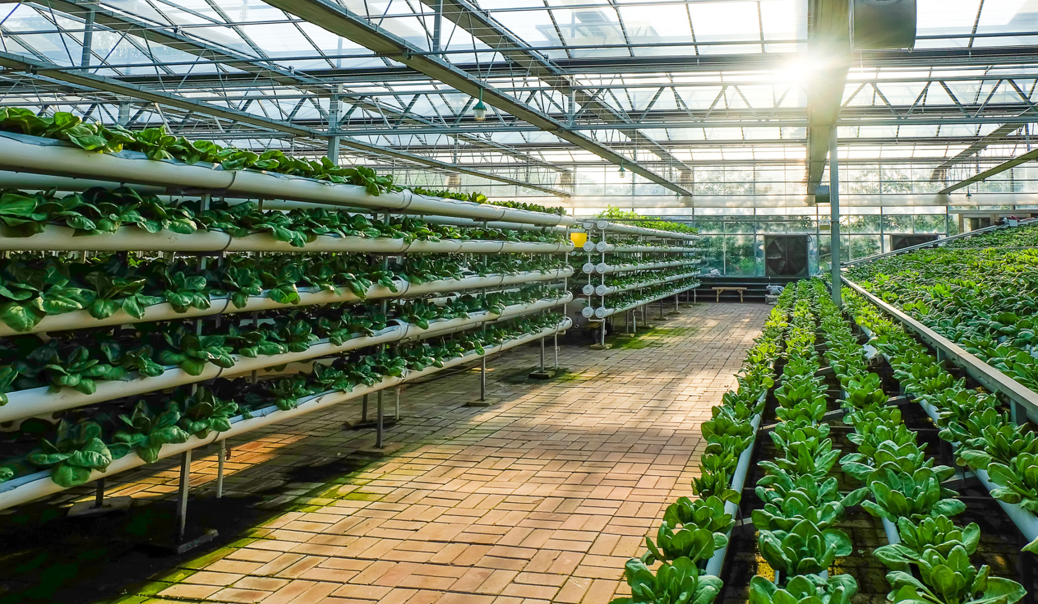 greenhouse laboratory