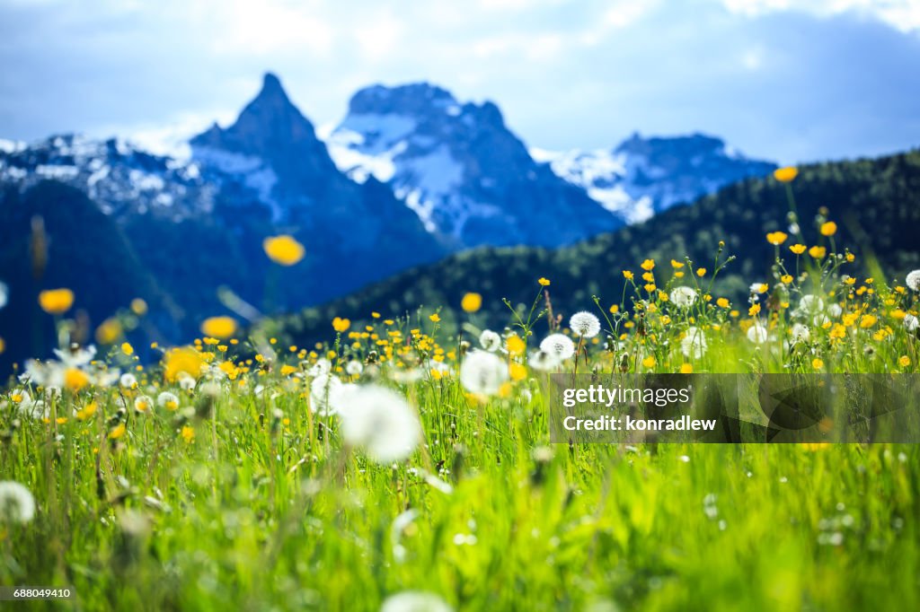 Alpen-Landschaft - grün Feld Wiese voller Frühlingsblumen - selektiven Fokus (für verschiedene Fokuspunkt überprüfen Sie die anderen Bilder in der Serie)