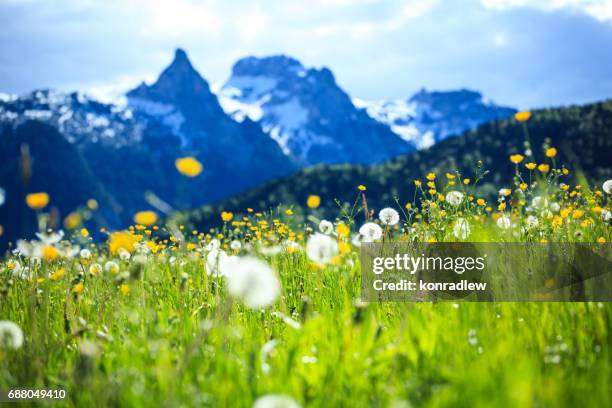 alpen landscape - green field meadow full of spring flowers - selective focus (for diffrent focus point check the other images in the series) - austria landscape imagens e fotografias de stock